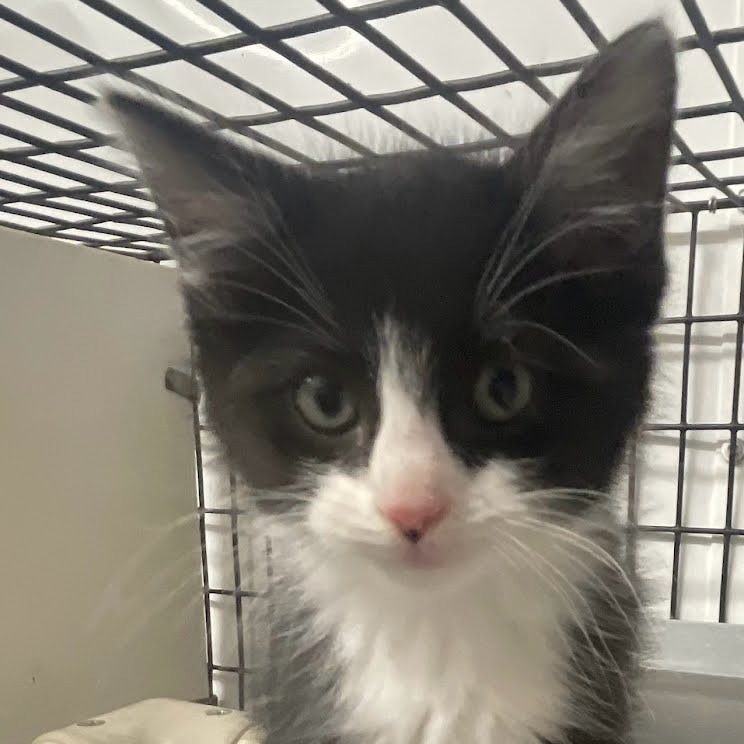 Mumble, an adoptable Domestic Short Hair in Kingman, KS, 67068 | Photo Image 3