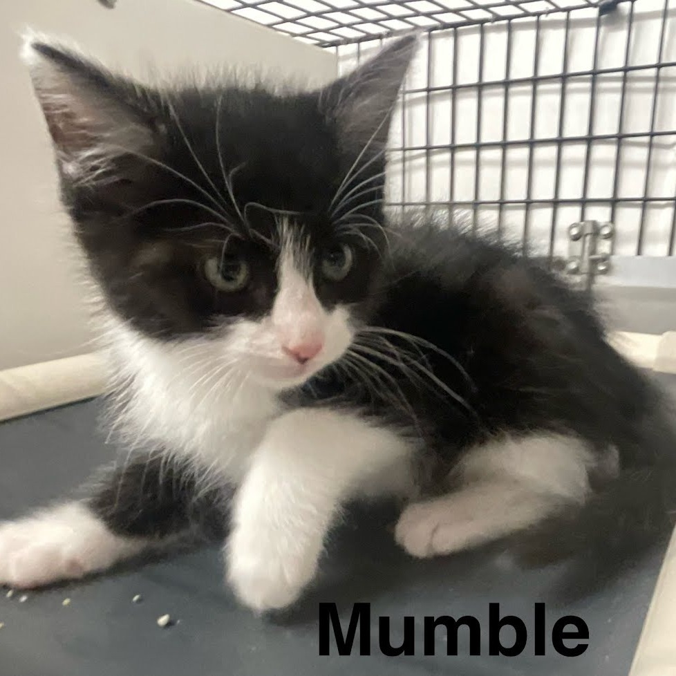 Mumble, an adoptable Domestic Short Hair in Kingman, KS, 67068 | Photo Image 4