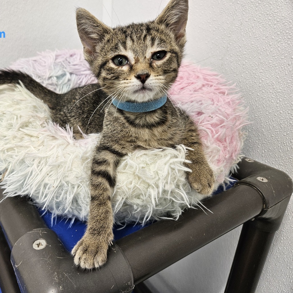 Beckham (blue collar), an adoptable Domestic Short Hair in Kingman, KS, 67068 | Photo Image 1
