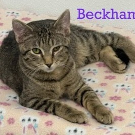 Beckham (blue collar), an adoptable Domestic Short Hair in Kingman, KS, 67068 | Photo Image 1