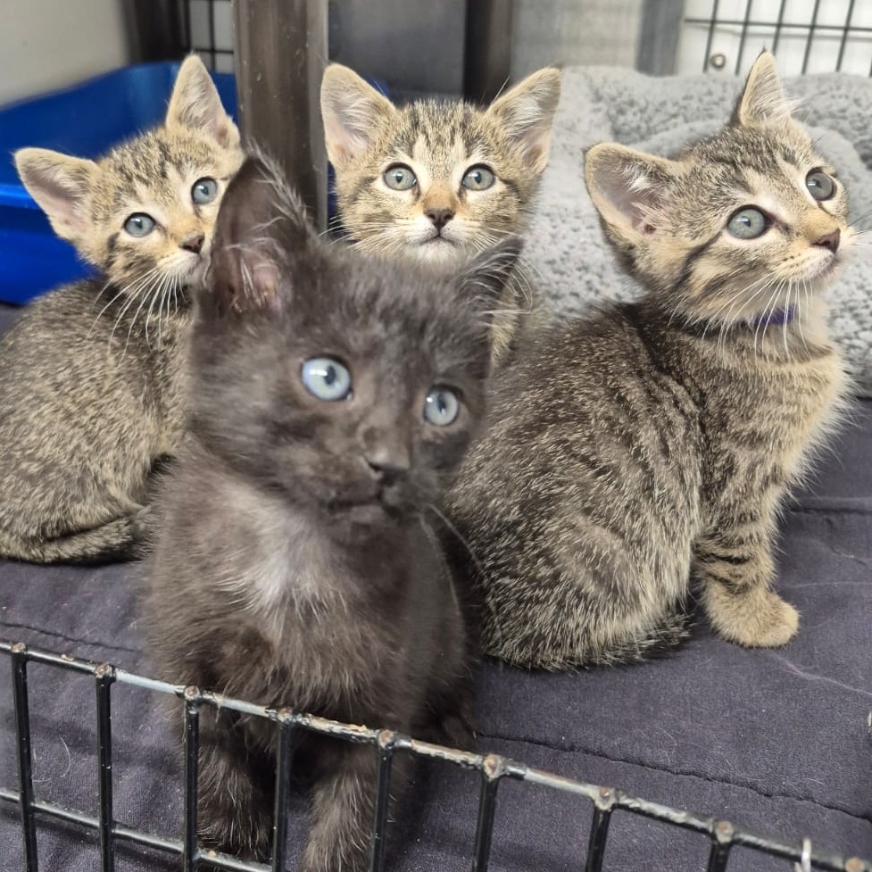 Beckham (blue collar), an adoptable Domestic Short Hair in Kingman, KS, 67068 | Photo Image 2