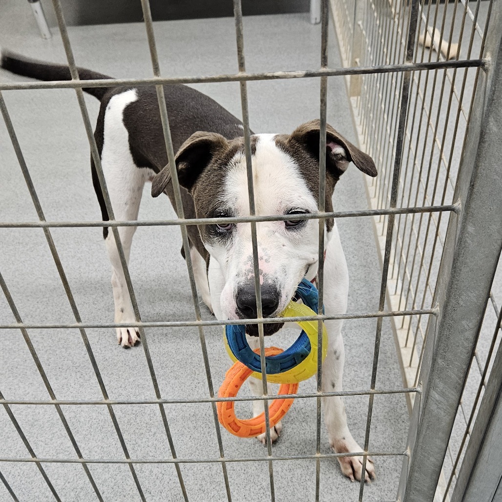 Afton, an adoptable Mixed Breed in Kingman, KS, 67068 | Photo Image 1