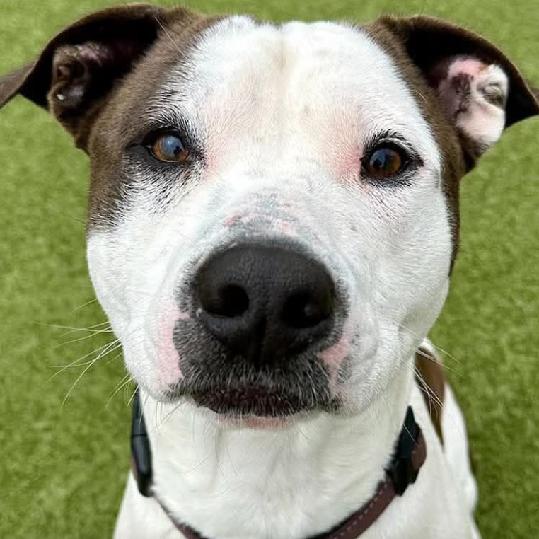 Afton, an adoptable Mixed Breed in Kingman, KS, 67068 | Photo Image 3