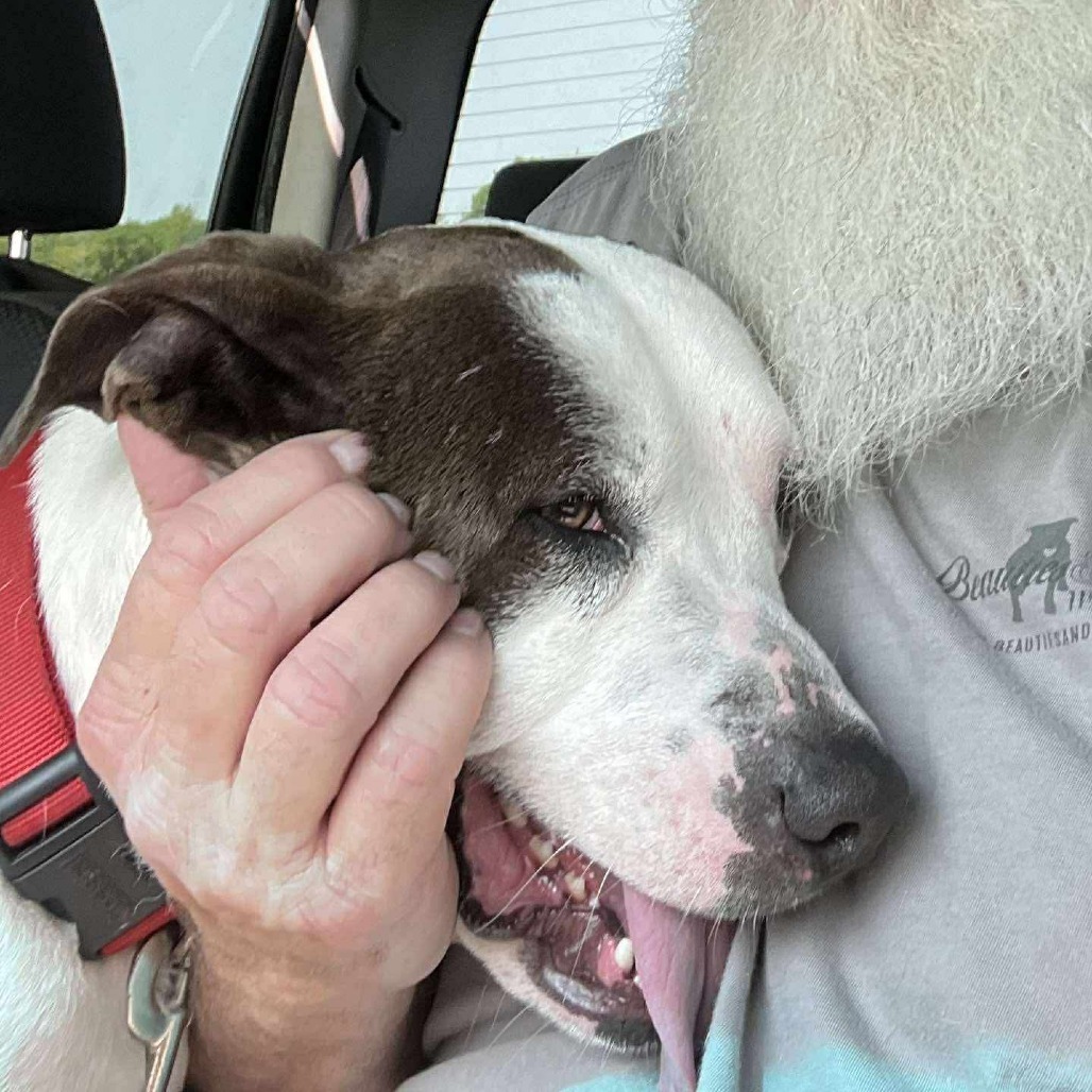 Afton, an adoptable Mixed Breed in Kingman, KS, 67068 | Photo Image 4