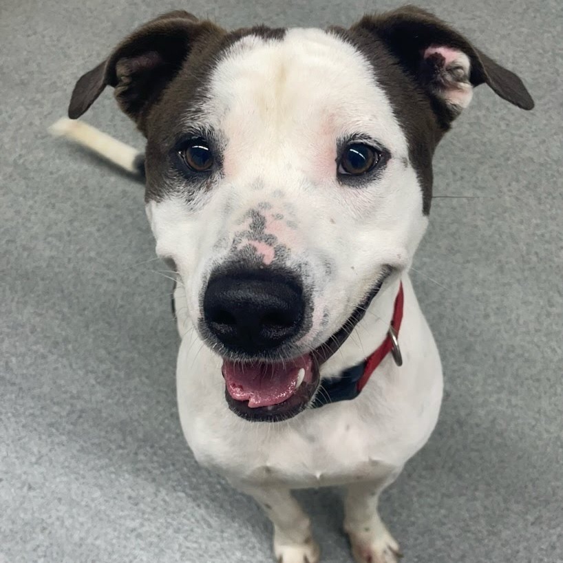 Afton, an adoptable Mixed Breed in Kingman, KS, 67068 | Photo Image 5