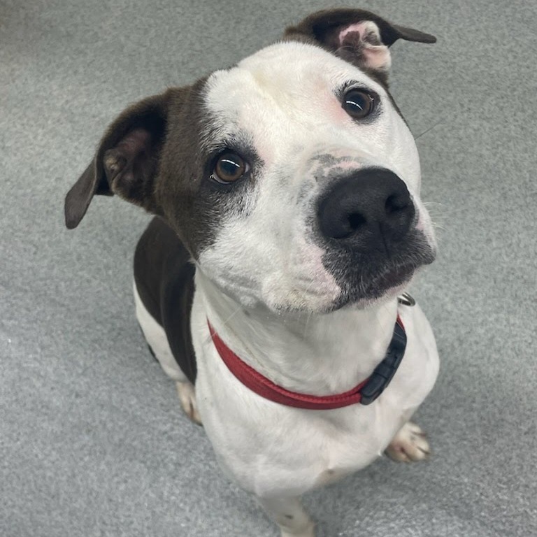 Afton, an adoptable Mixed Breed in Kingman, KS, 67068 | Photo Image 6
