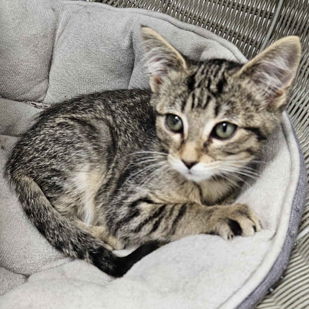 Venus (purple collar)