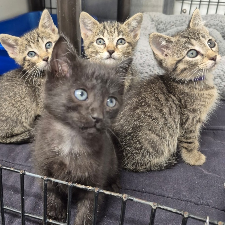 Venus (purple collar)