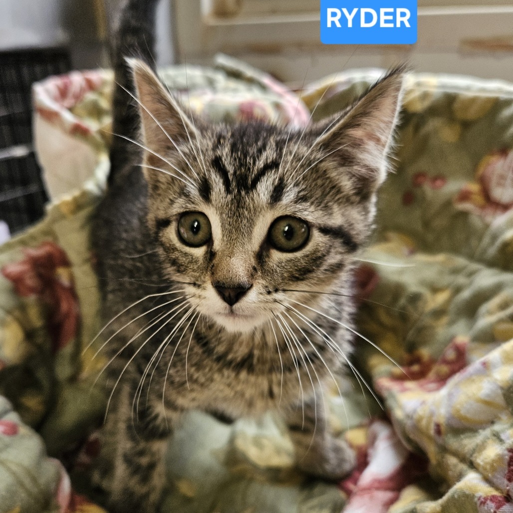 Ryder