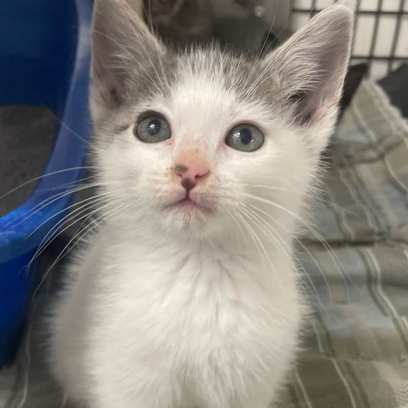 Memphis, an adoptable Domestic Short Hair in Kingman, KS, 67068 | Photo Image 1