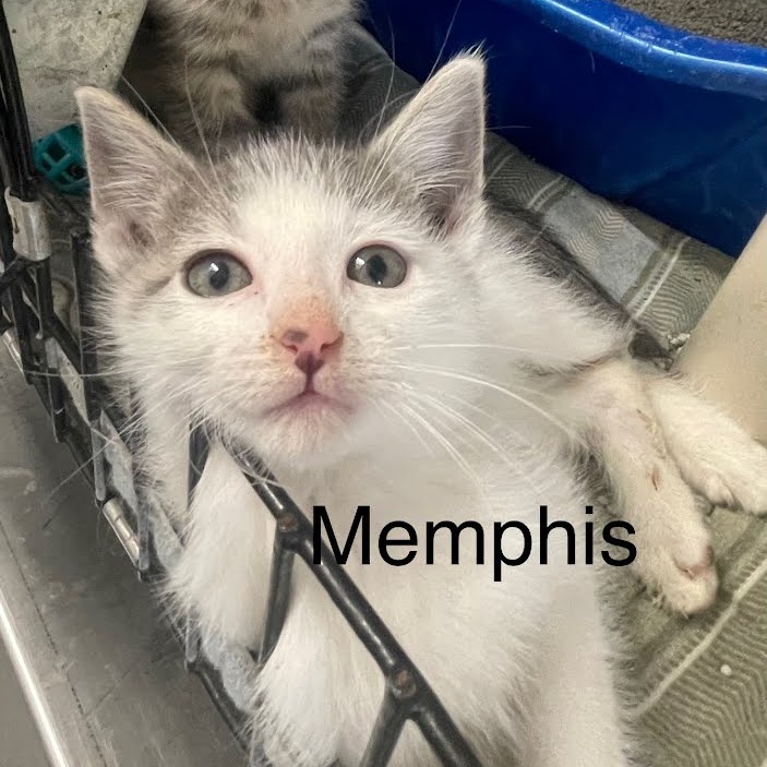 Memphis