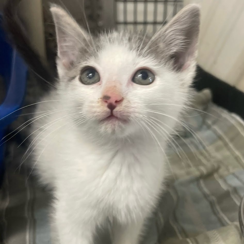 Memphis, an adoptable Domestic Short Hair in Kingman, KS, 67068 | Photo Image 3