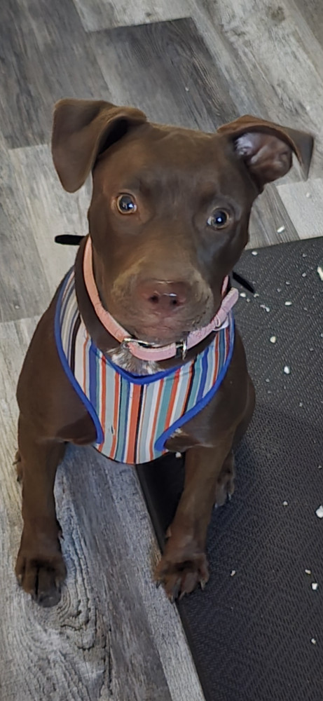 Belle