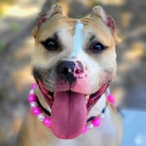 Dixie, Adult Female unknown
