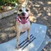 Dixie photo 3