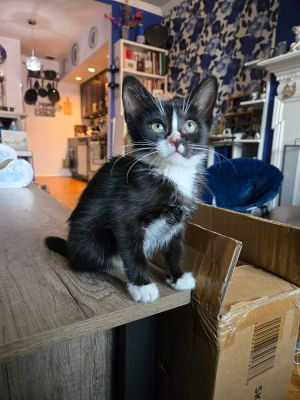 Dawn is a xx-week-old 2-pound female kitten from the NYCACC Vaccinated for FVRCP Microchipped and