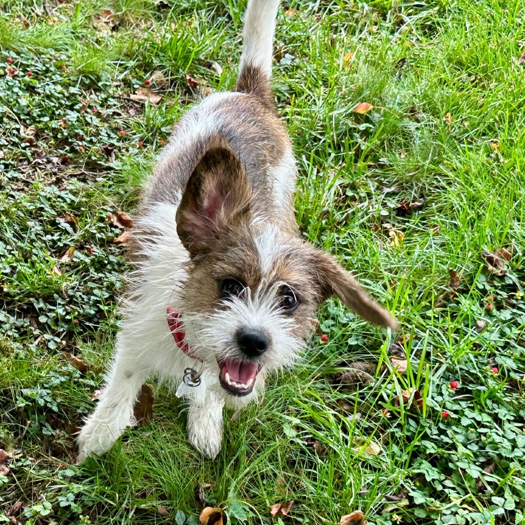 Harley
