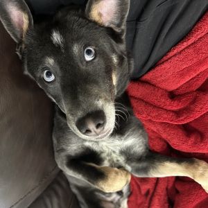 Blue, Baby Male Australian Cattle Dog / Blue Heeler