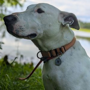 Juno 26435, Senior Male Mixed Breed