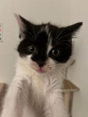 Hazel-nut Domestic Medium Hair Cat