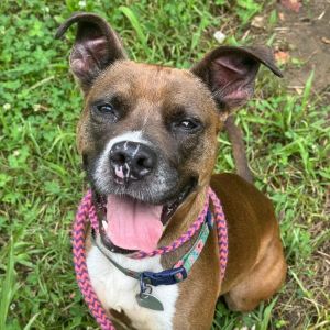 Banjo Kazooie, Young Female Mixed Breed