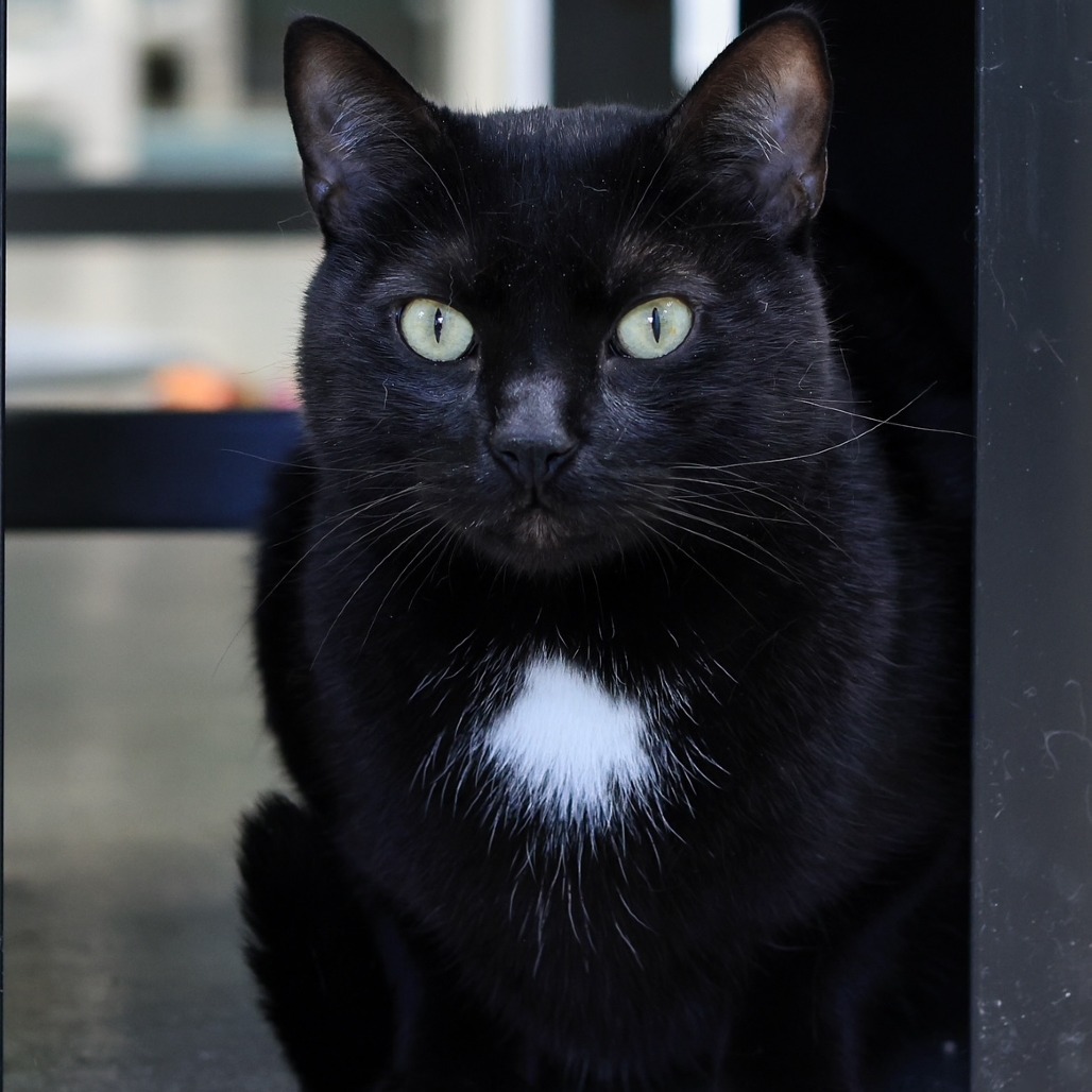 Kiko