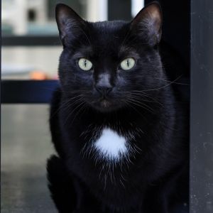 Say hello to Kiko a stunning black boy with a sleek coat and a personality that