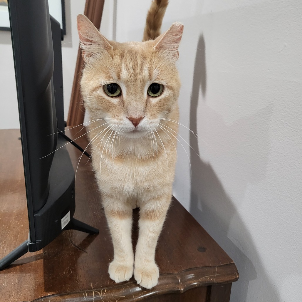 Oliver