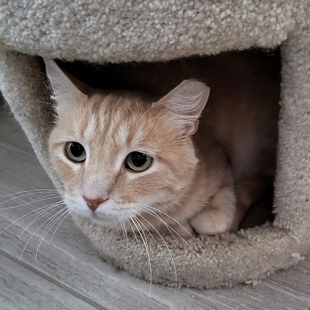 Oliver