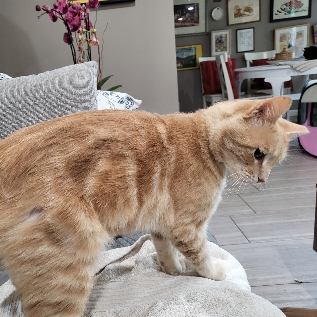 Oliver