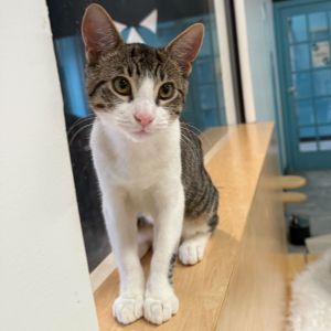 Meeny is a super sweet and playful little gal who loves to cuddle play nap and sit on the windows