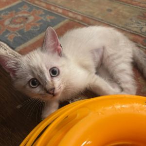 Lilith is a playful sweet funny kitten who toggles between playing hard she especially loves her 