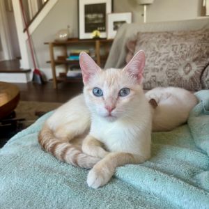Rosemary is sensitive and sweet - and so very soft She has flame point Siamese markings and became a