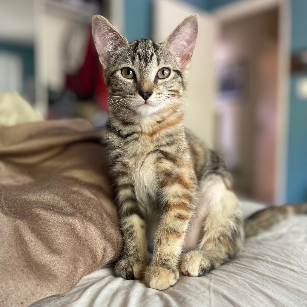 Scout