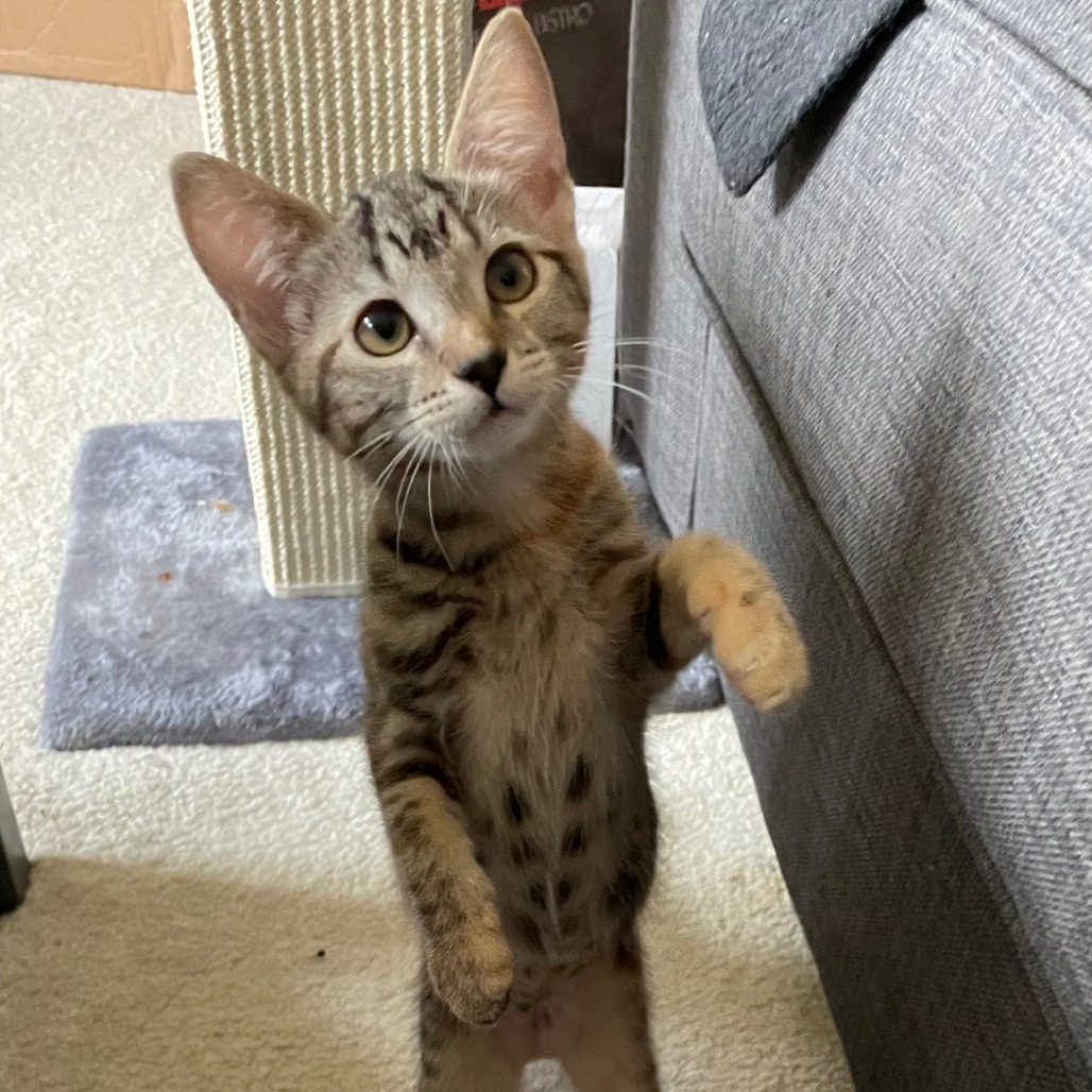 Scout