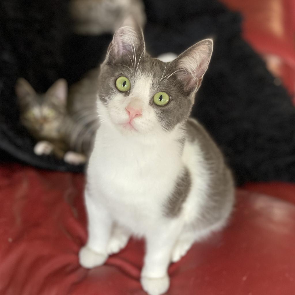 Luca