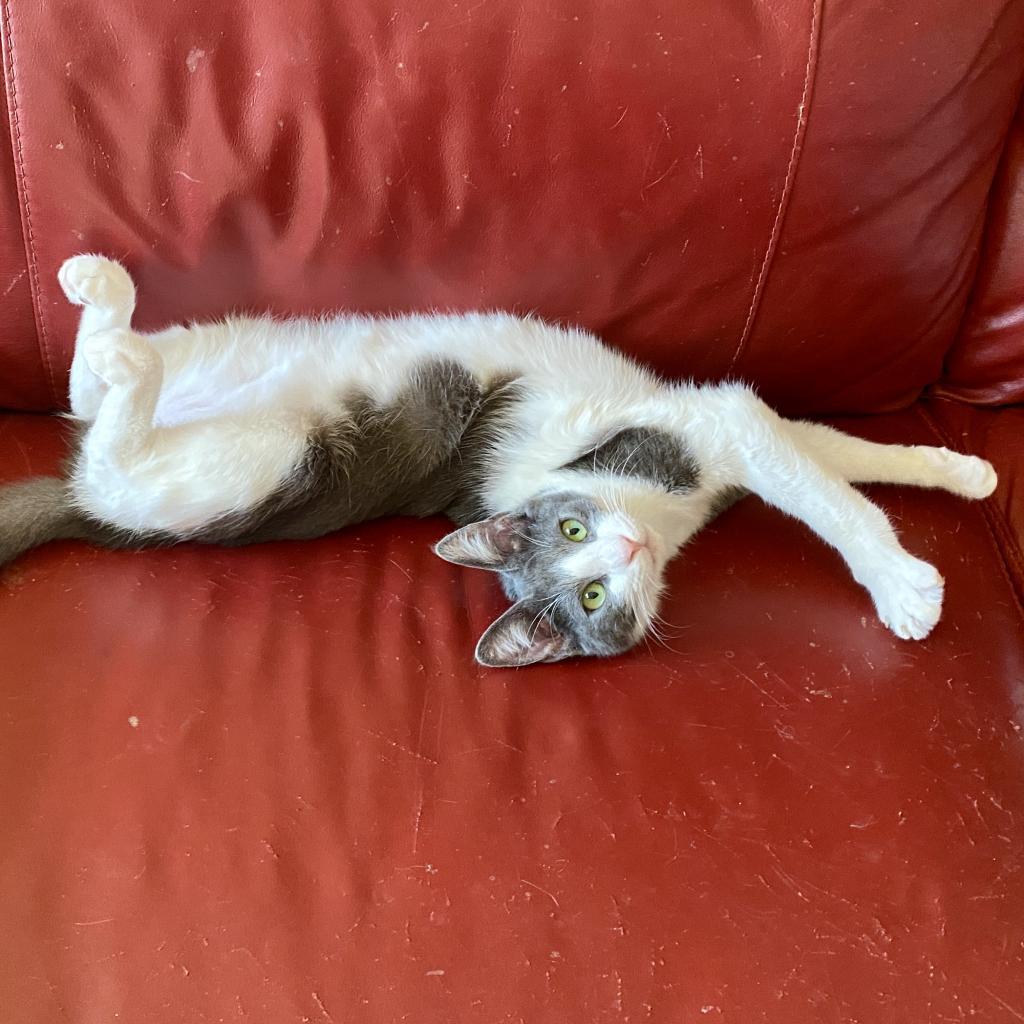 Luca