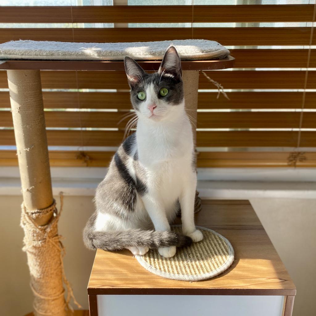 Luca