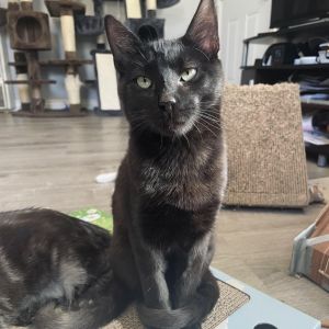 Binxie, Young Male Domestic Short Hair