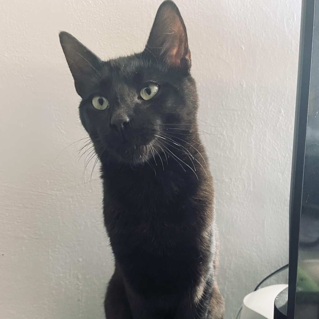 Binxie