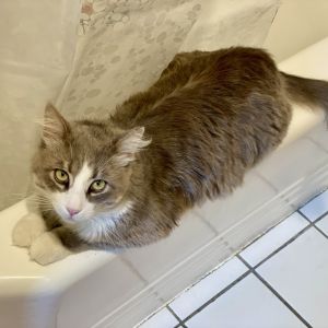 Paxton, Adult Male Domestic Medium Hair