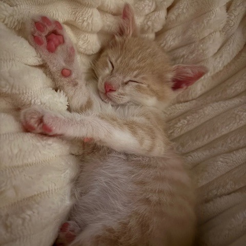 Benny