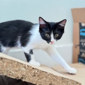 Oreo, Baby Male Domestic Short Hair