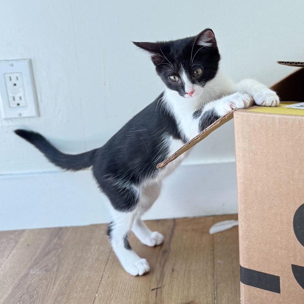 Oreo