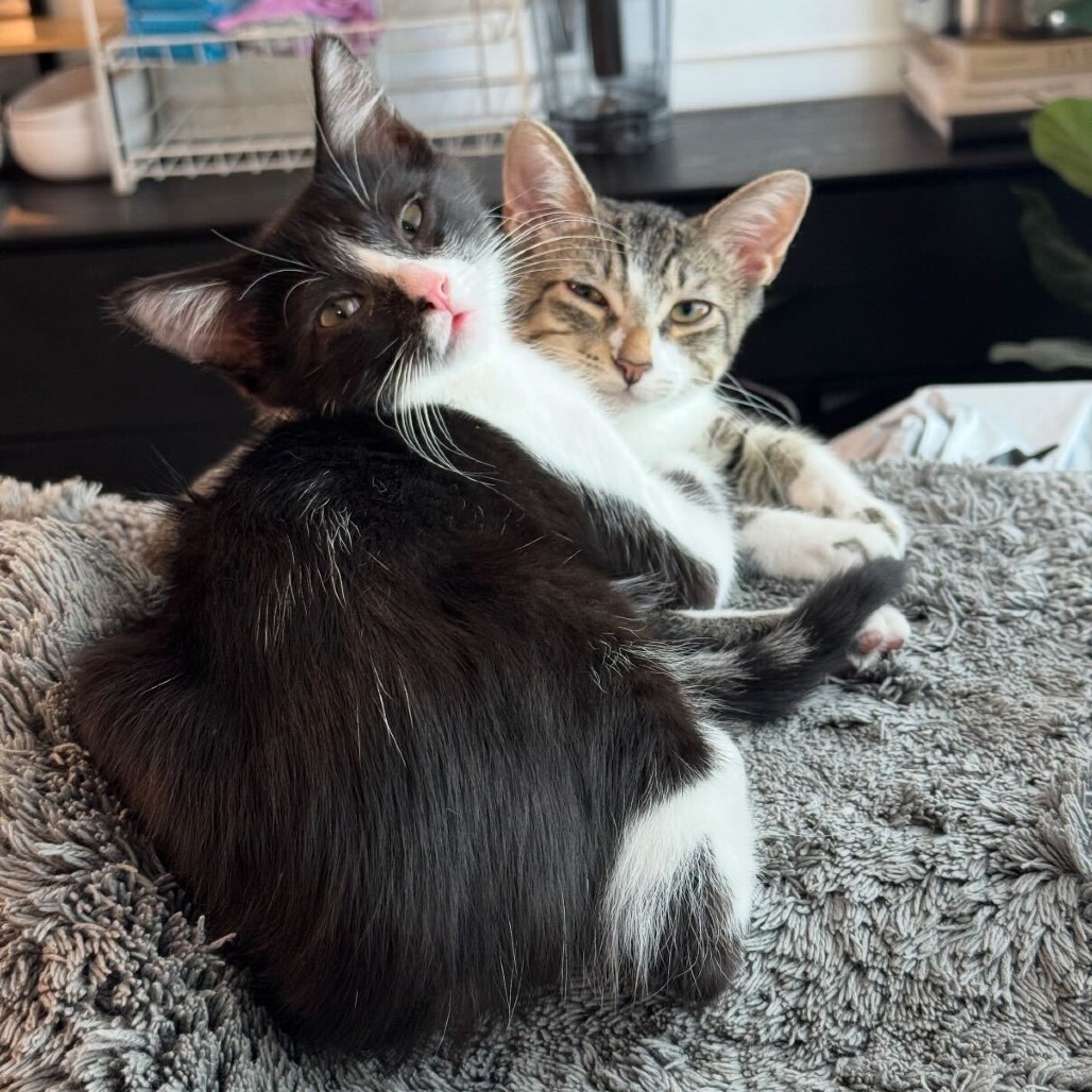 Oreo
