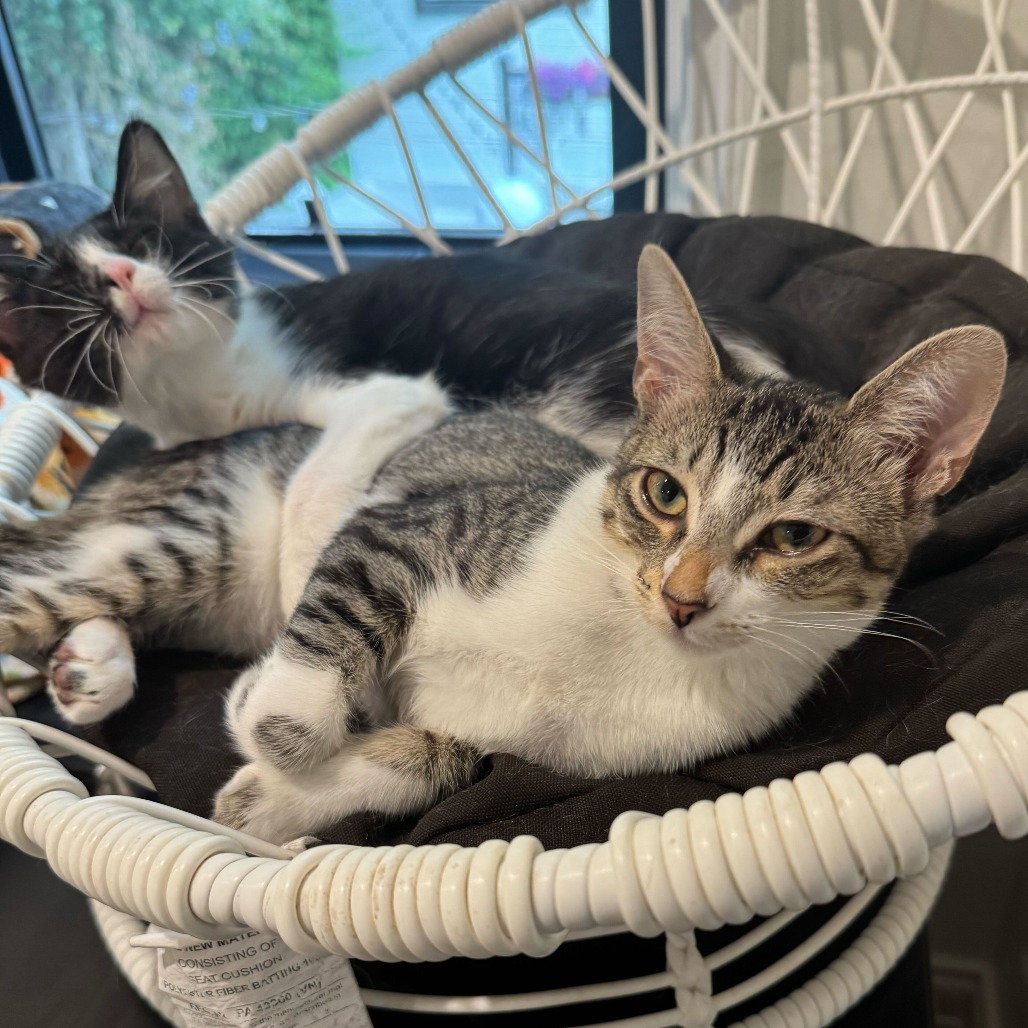 Oreo