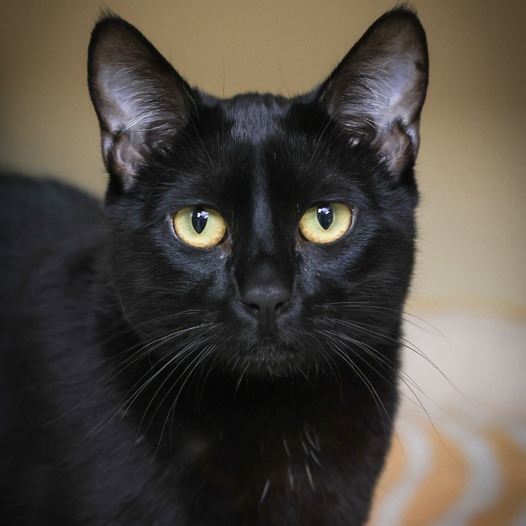 Salem