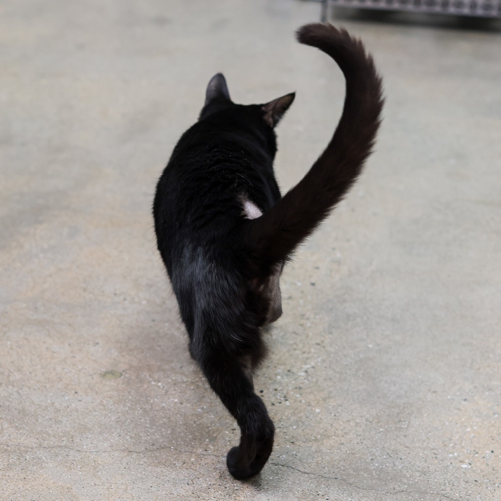 Salem