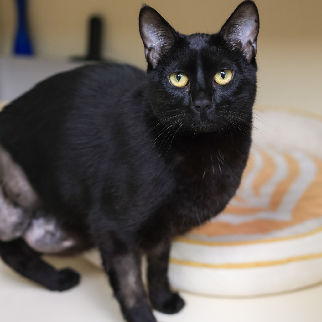 Salem