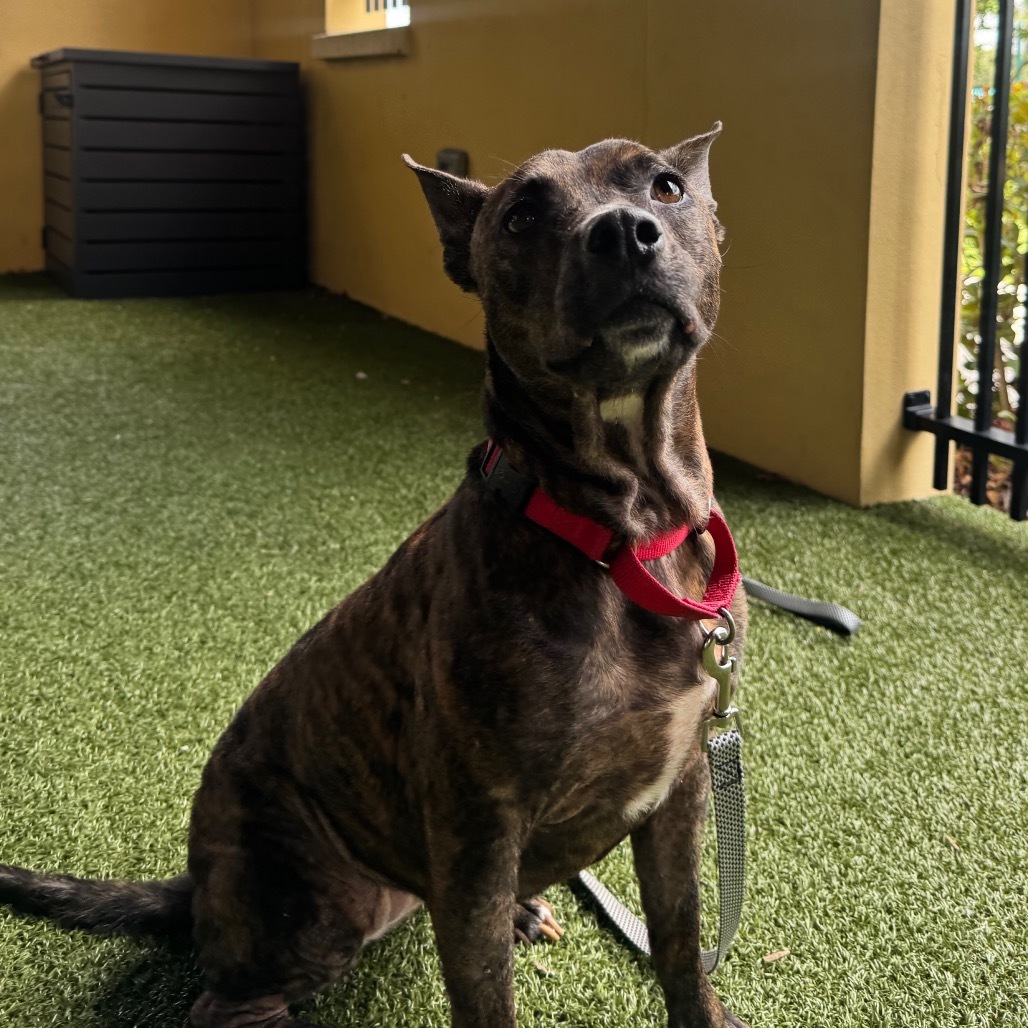 Nala Photo